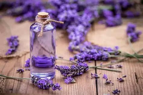 lavender oil2