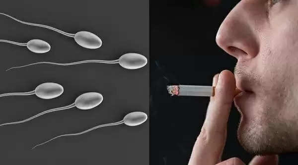 sperm