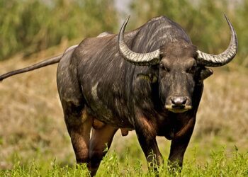 Wild Buffalo in Assam