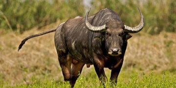 Wild Buffalo in Assam