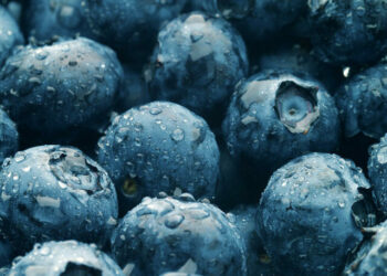 blueberries-vertical-joecicak