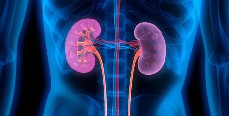 Many people have kidney disease when they are older.