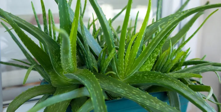 Aloe Vera plant