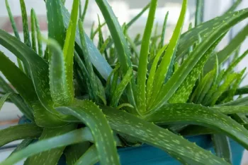 Aloe Vera plant