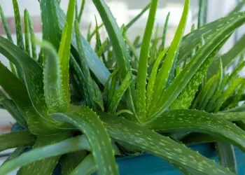 Aloe Vera plant