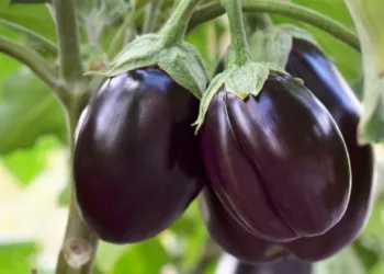 Ripe purple eggplants growing in the vegetable garden. Shallow depth of field, selective focus.