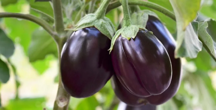 Ripe purple eggplants growing in the vegetable garden. Shallow depth of field, selective focus.