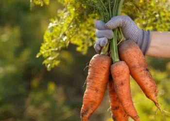 Bunch of carrots in hand with blurred natural background. Fresh harvested carrots from the garden. Just picked carrot. Gardening, agriculture, autumn harvest concept