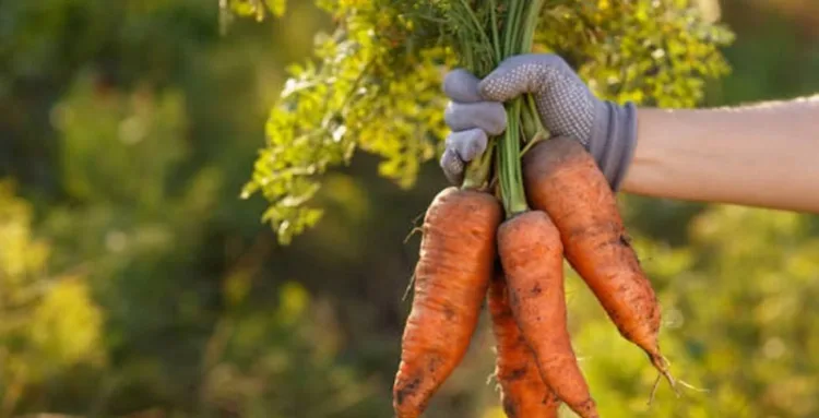 Bunch of carrots in hand with blurred natural background. Fresh harvested carrots from the garden. Just picked carrot. Gardening, agriculture, autumn harvest concept