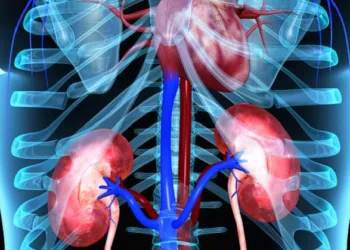 Kidneys is a collection of sciencepics