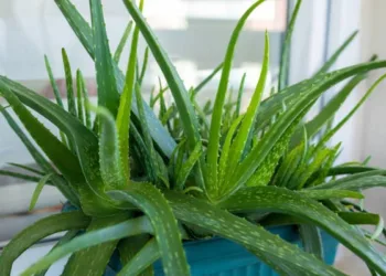 Aloe Vera plant