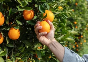 Close up Hand and Oranges in Orange Farm with Beautiful Sunshine