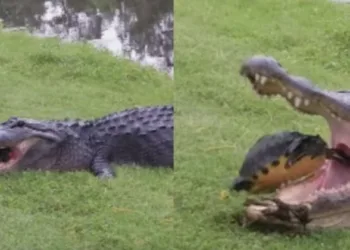 Alligator tries to eat turtle