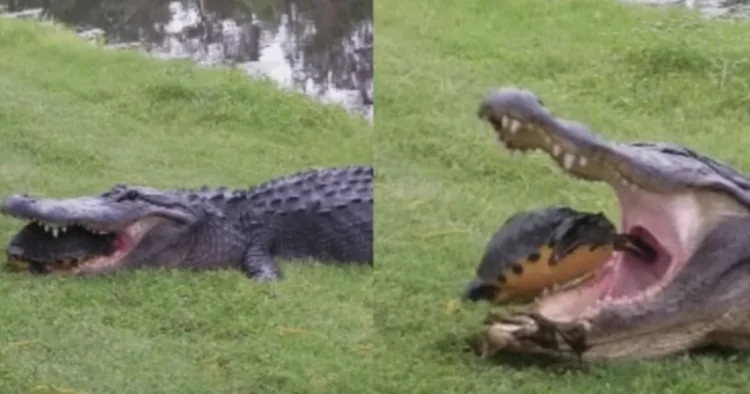 Alligator tries to eat turtle