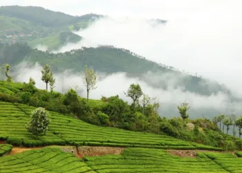 COONOOR