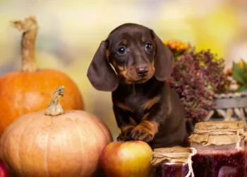 dog-themed-fall-decor-kirklands-parade-pets