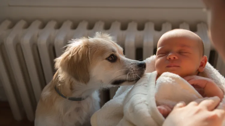 Introducing dogs to newborns_social