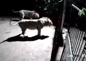 Fearless dogs clash with 2 lions