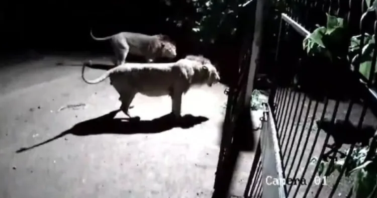 Fearless dogs clash with 2 lions