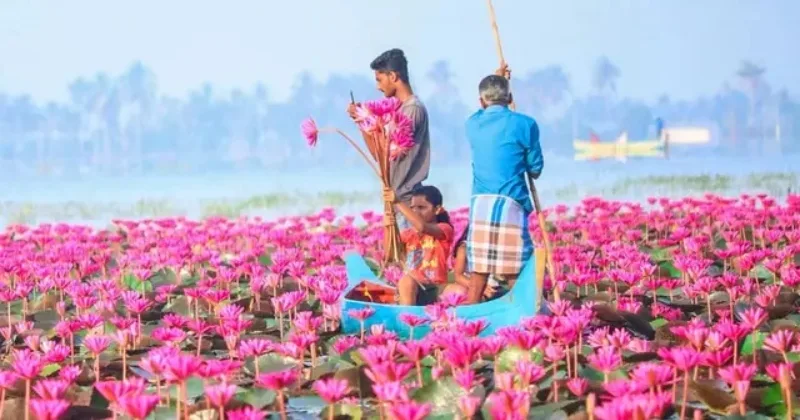 Water Lilly Cultivation Malarikkal