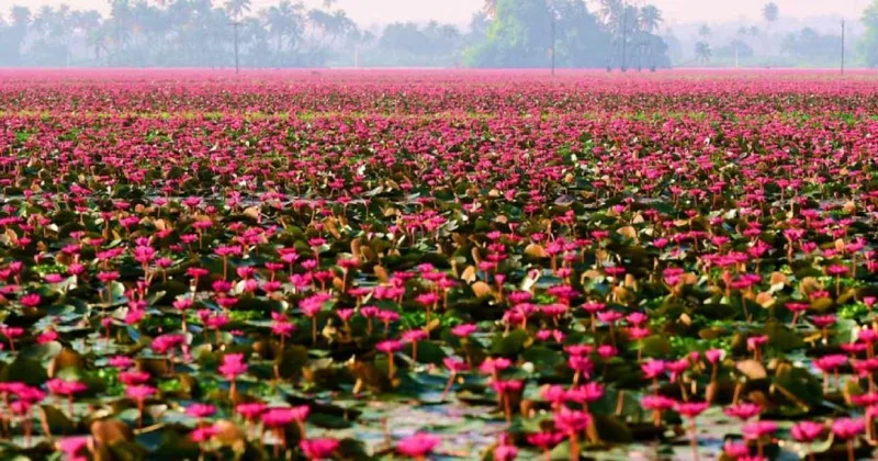 Water Lilly Cultivation Malarikkal