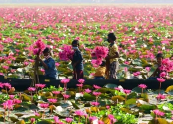 Water Lilly Cultivation Malarikkal