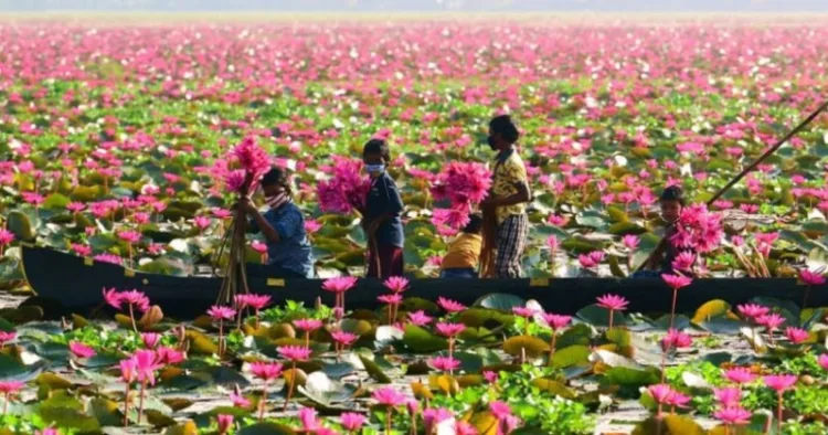 Water Lilly Cultivation Malarikkal