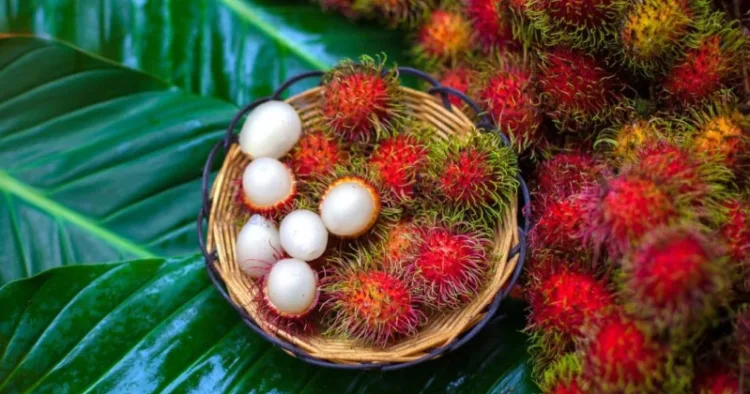 Rambutan Benefits