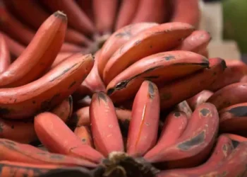 RED BANANA