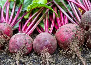 beetroot y