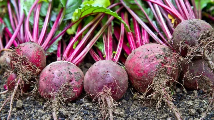 beetroot y