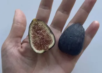 Fig-halves-Solid-Starts-scaled