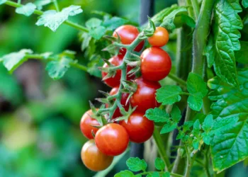 BHG-Cherry-Tomato-Plant-1407386653-69dc42c014cb4fc1a9788e595cf000b7