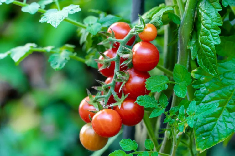 BHG-Cherry-Tomato-Plant-1407386653-69dc42c014cb4fc1a9788e595cf000b7