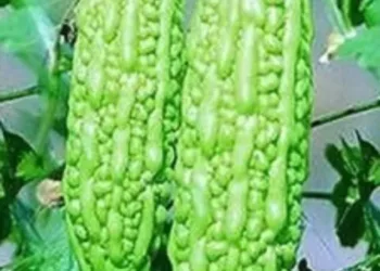 30-bitter-gourd-seeds-white-large-pavakka-paagarkaai-pavakai-original-imag3qpmbhdfyegb