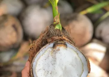 sprouted_coconut_half_miamifruit_1000x1000