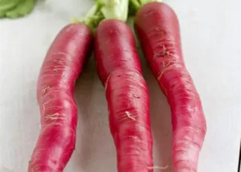 three_long_red_radishes_321017