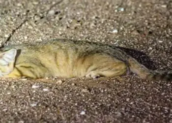 Rare sand cat discovered in Saudi Arabia