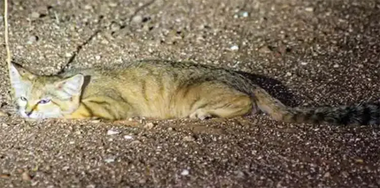 Rare sand cat discovered in Saudi Arabia