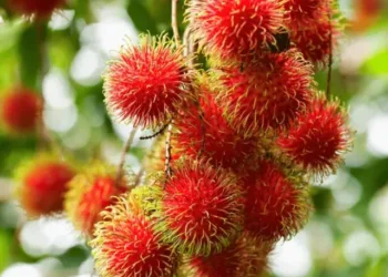 rambutan