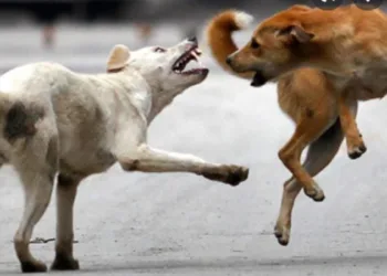 Stray dog ​​attack at Kannur railway station