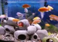 Chinese Vastu says that the aquarium is more than just a decorative object