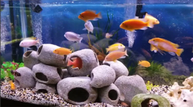 Chinese Vastu says that the aquarium is more than just a decorative object