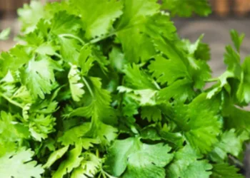 Can coriander help control the thyroid?