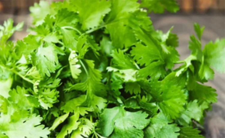 Can coriander help control the thyroid?