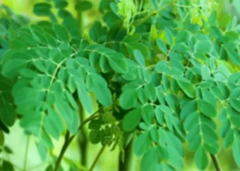 The reason why ancient people say not to eat moringa leaves during cancer