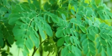 The reason why ancient people say not to eat moringa leaves during cancer