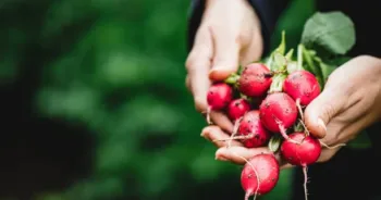 Close-up of woman hands holding radishes. Female harvesting fresh radish in farm.