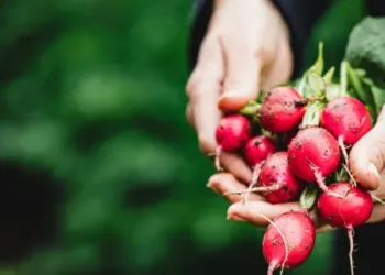 Close-up of woman hands holding radishes. Female harvesting fresh radish in farm.