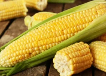 Know the benefits of eating corn...